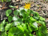 Ziarnopłon wiosenny jaskier pszonka kwitnie wczesną wiosną zadarniający