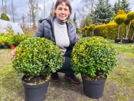 Bukszpan kulisty odm. złota 42-45cm