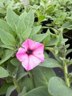 Surfinia Supertunia MINI Vista ładna duża sadzonka PINK STAR