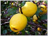 Pigwowiec pośredni na nalewki przetwory duże sadzonki 80-100cm