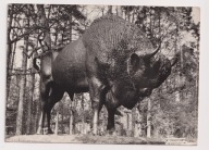 SPAŁA nad Pilicą nakładem FWP 1961r. ŻUBR b954