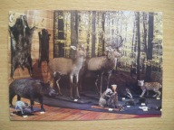 Piotrków Tryb. Muzeum Łowiecko-Przyrodnicze Ssaki KAW 1983 r