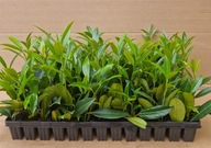 Laurowiśnia NOVITA ŁADNA SZYBKOROSNĄCA