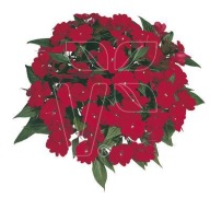 Niecierpek NG Impatiens Magnifico Red KWIATY DO PÓŁCIENIA