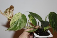 Philodendron oxycardium variegata - sadzonka