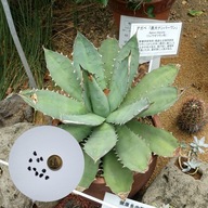 Agave titanota Blue – agawa kolekcjonerska | 10 NASION + instrukcja