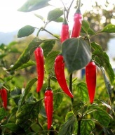 Sadzonka Papryki odmiana ostra Cayenne