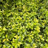 Borówka amerykańska 'Patriot' P9