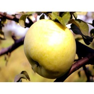 Jabłoń RENETA LANDSBERSKA poszukiwana