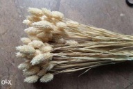 Trawy Mozga Kanar naturalne susz zestaw naturalnych suszonych traw bukiet