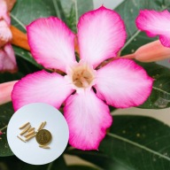 Adenium obesum – róża pustyni (10 nasion + instrukcja uprawy)