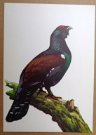 POCZTÓWKA - GŁUSZEC - JERZY DESSELBERGER - grafika autorska lata 60-te