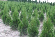 Tuja szmaragd Z GRUNTU polskie 40-60 cm żywopłot