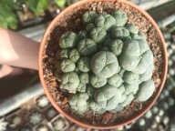 Kaktus Lophophora williamsii duża L26+ gratisy + ogrzewacz