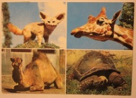 POZNAŃ. ZOO Miejski Ogród Zoologiczny. Fennek, Wielbłąd, Żyrafa i Żółw