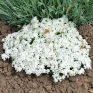 FLOKS SZYDLASTY SADZONKA W POJEMNIKU BIAŁA WIELOLETNIA zadarniająca