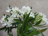 Nerium Oleander pojedynczy biały