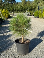 Sosna czarna Spielberg 40-50cm