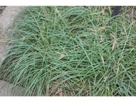 Turzyca sina Bias P9