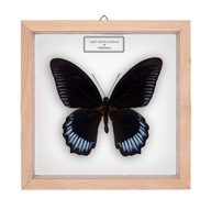 Motyl w gablotce Papilio deiphobus deiphontes
