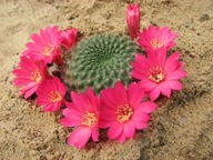 Kaktus ,Rebutia minuscula v. violaciflora