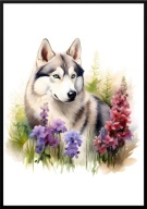 A2 PLAKAT PIES W KWIATACH RASA SIBERIAN HUSKY