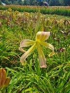 Liliowiec DESERT ICICLE -orchideowy różowo kremowy-wielkie kwiaty