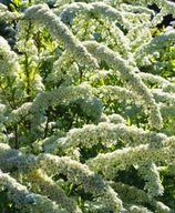 Tawuła szara Grefsheim (Spiraea x cinerea 'Grefsheim') C2 30/40cm