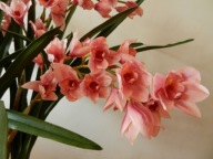 STORCZYK CYMBIDIUM RÓŻOWE w donicy kwiaty sztuczne jak ŻYWE