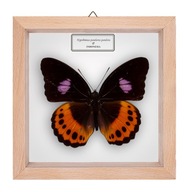 Motyl w gablotce Hypolimnas pandarus pandora