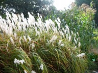 miskant cukrowy saccharifrorus kłącze za 1 zł