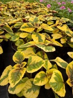 Komarzyca NICO żółta ładna duża sadzonka