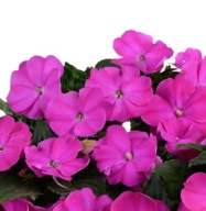 Niecierpek SŁONECZNY Impatiens Sol-luna Prime Orchid