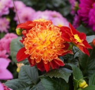 Dalia Dahlia cultivars Dalaya Maxi Fireburst
