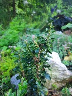 Bluszcz drobny miniaturowy miniaturka mini mały wolnorosnący drobne liście