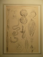 pasożyty żołądka, oryg 1880