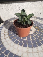 Hosta 'Blue Mouse Ears' Funkia MINIATURA