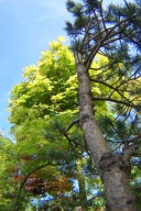 Sosna skalna spiralna 20 letnia górska szczepiona okaz 300cm inna