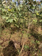 Lipa Szerokolistna obwód pnia 10-22cm