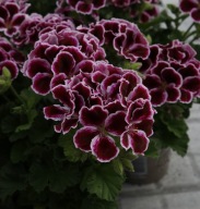Pelargonia angielska Grandiflora Aristo Black Beauty DUŻA