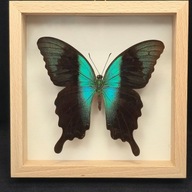 Motyl w gablotce Papilio Peranthus Adamantius 2