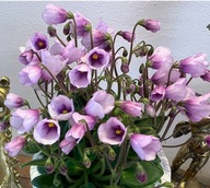 FIOŁEK AFRYKAŃSKI ### SIM SIM TINY BELLS ### 1LIŚĆ