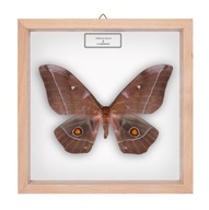 Motyl w gablotce Imbrasia obscura - samica