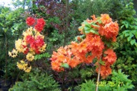 Azalia barwna okaz szczepiona buk grab irga inna