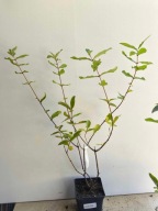 JAGODA KAMCZACKA "AURORA" sadzonka