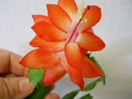 SCHLUMBERGERA ## MALINDI ### GRUDNIK EPIPHYLLUM SZCZEPKA BEZ KORZENIA