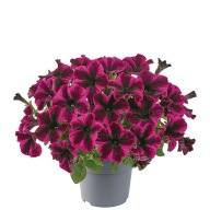 Petunia hybrida Space Purple