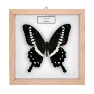 Motyl w gablotce Papilio lorimieri
