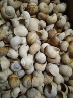Muszle winniczka muszla Helix pomatia 50 sztuk