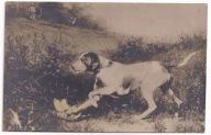 Pies Psy wyżeł włoski kuropatwa Myśliwy ok.1910r. Myślistwo 705E
